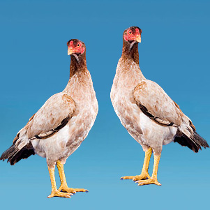 RGD Products - Desi Chicken